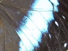 Schmetterling-5.jpg